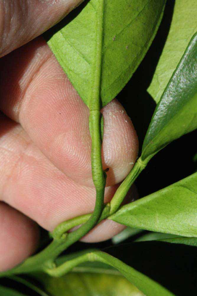              Petiole (Riverside, CA)       